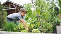 Elementary aged boy gardening outside