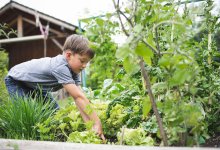 Elementary aged boy gardening outside