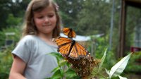 Photo of girl and butterfly