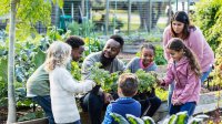 Teachers and students working in a school garden