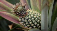 Pineapple plant