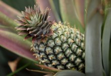 Pineapple plant