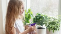 Elementary student waters plants on a window sill