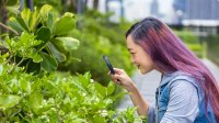 High school student looks at leaves with a magnifying glass