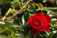 A rose on a bush with visible thorns