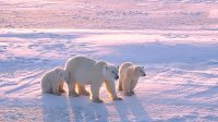 Photo of polar bears