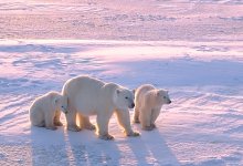 Photo of polar bears